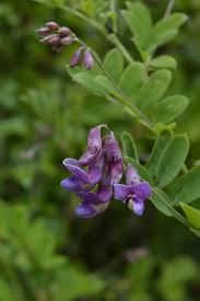Attēlu rezultāti vaicājumam “Lathyrus niger”