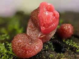 Attēlu rezultāti vaicājumam “Lycogala leopardinum macro”