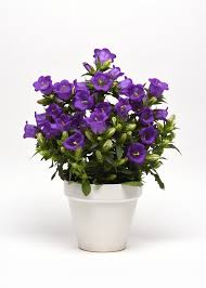 Image result for Campanula medium