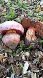 Attēlu rezultāti vaicājumam “Didymium verrucisporum stalked”