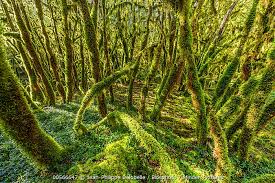 Attēlu rezultāti vaicājumam “Antitrichia curtipendula”