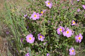 Attēlu rezultāti vaicājumam “Cistaceae”