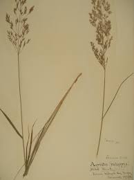 Attēlu rezultāti vaicājumam “Agrostis canina”