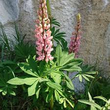 Image result for Lupinus polyphyllus Lindl.