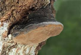Attēlu rezultāti vaicājumam “Phellinus tremulae”