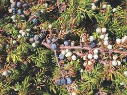 Attēlu rezultāti vaicājumam “Juniperus communis fruit”