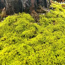 Attēlu rezultāti vaicājumam “Polytrichum juniperinum”