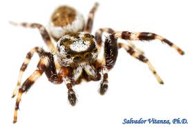 Attēlu rezultāti vaicājumam “Arachnida”