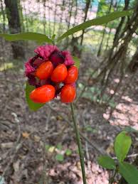 Attēlu rezultāti vaicājumam “Euonymus verrucosus fruit”