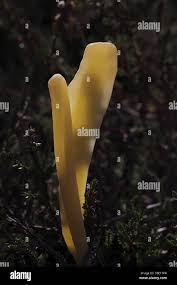 Attēlu rezultāti vaicājumam “Clavaria argillacea”