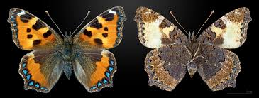 Attēlu rezultāti vaicājumam “Aglais urticae”