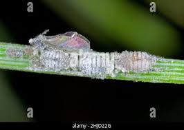 Attēlu rezultāti vaicājumam “Schizolachnus pineti”