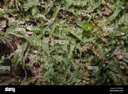 Attēlu rezultāti vaicājumam “Odontoschisma sphagni”