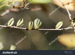 Attēlu rezultāti vaicājumam “Cercidiphyllum japonicum fruit”