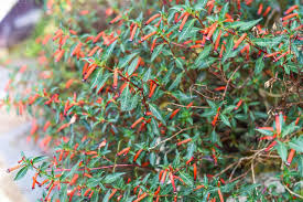 Image result for Cuphea ignea