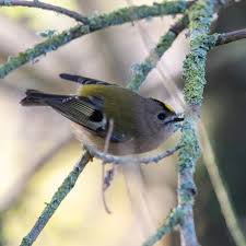 Attēlu rezultāti vaicājumam “Regulus regulus adult”