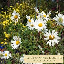 Image result for Leucanthemella serotina