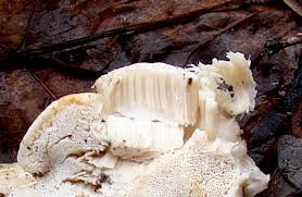 Attēlu rezultāti vaicājumam “Climacocystis borealis”