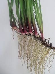Image result for Acorus calamus