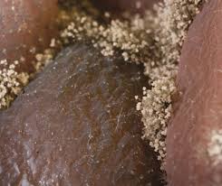 Attēlu rezultāti vaicājumam “Trichia botrytis young”