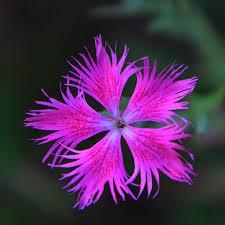 Image result for Dianthus superbus