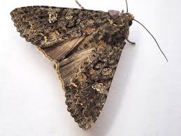 Attēlu rezultāti vaicājumam “Mamestra brassicae”