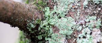 Attēlu rezultāti vaicājumam “Hypocenomyce scalaris”