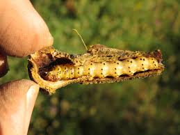 Attēlu rezultāti vaicājumam “Lamellocossus terebra”