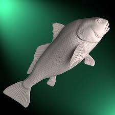 Image result for Pogonias cromis