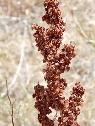 Attēlu rezultāti vaicājumam “Rumex crispus fruit”