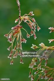 Attēlu rezultāti vaicājumam “Ulmus laevis flower”