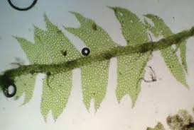 Attēlu rezultāti vaicājumam “Lophocolea minor macro”