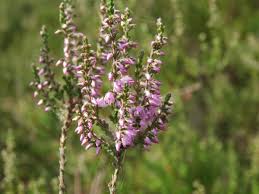 Attēlu rezultāti vaicājumam “Calluna vulgaris fruit”