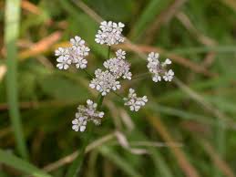 Attēlu rezultāti vaicājumam “Torilis japonica”