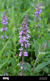 Attēlu rezultāti vaicājumam “Stachys palustris”