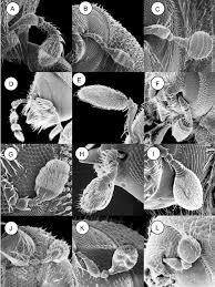 Attēlu rezultāti vaicājumam “Hylastes sp.”