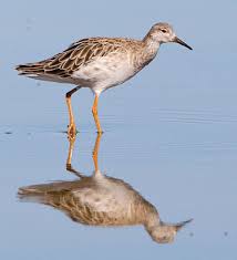 Attēlu rezultāti vaicājumam “Cribraria rufa young”