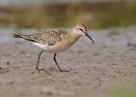 Attēlu rezultāti vaicājumam “Calidris ferruginea”