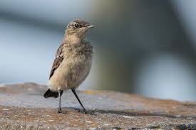 Attēlu rezultāti vaicājumam “Oenanthe oenanthe juvenile”