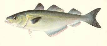 Image result for Pollachius virens