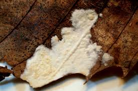 Attēlu rezultāti vaicājumam “Cylindrobasidium evolvens”