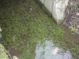 Attēlu rezultāti vaicājumam “Berula erecta leaf”