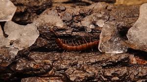 Attēlu rezultāti vaicājumam “Cucujus cinnaberinus larva”