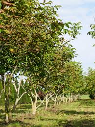 Attēlu rezultāti vaicājumam “Juglans regia”
