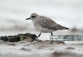 Attēlu rezultāti vaicājumam “Pluvialis squatarola”