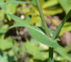 Attēlu rezultāti vaicājumam “Sonchus oleraceus leaf”