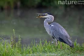 Attēlu rezultāti vaicājumam “Ardea cinerea”