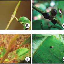 Attēlu rezultāti vaicājumam “Licea minima macro”
