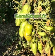 Afbeeldingsresultaat voor banana legs tomato