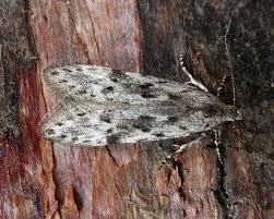 Attēlu rezultāti vaicājumam “Carpatolechia proximella”